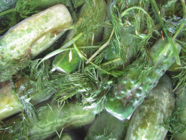 Crispy lightly salted cucumbers in mineral water for winter