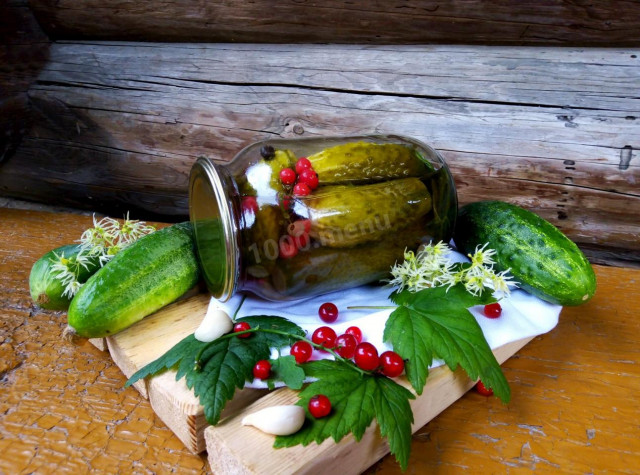 Cucumbers with red currants for winter