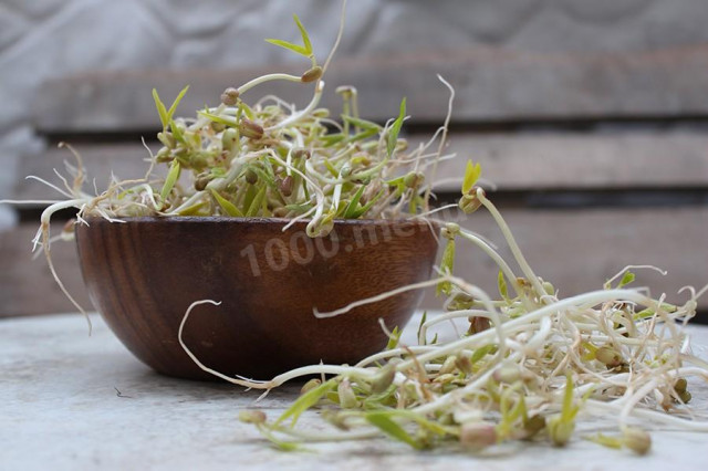 How to germinate mung bean