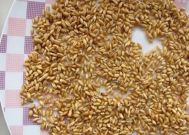 Wheat seedlings at home