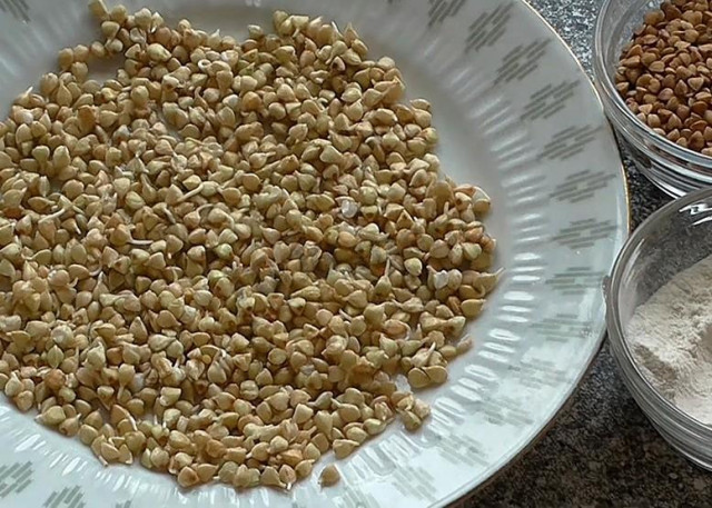 Buckwheat shoots from sprouted buckwheat at home