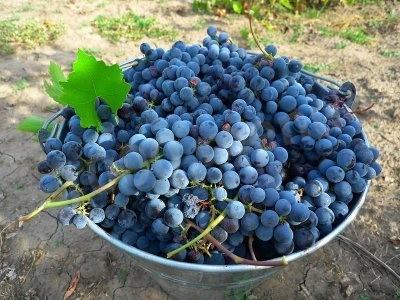Grape wine (based on the recipe of the early twentieth century)