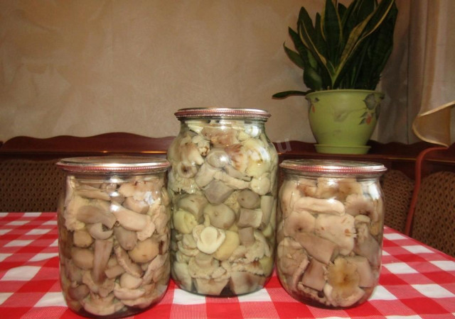 Pickled row mushrooms for winter