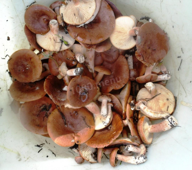 Bitter mushrooms pickled for winter
